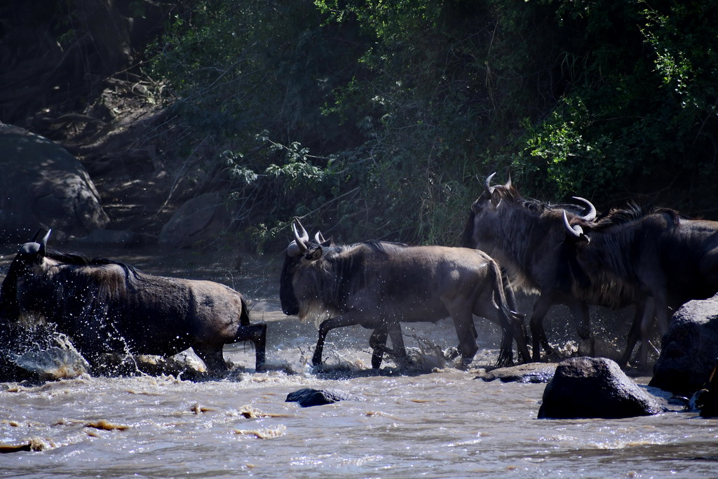 Serengeti Western Corridor